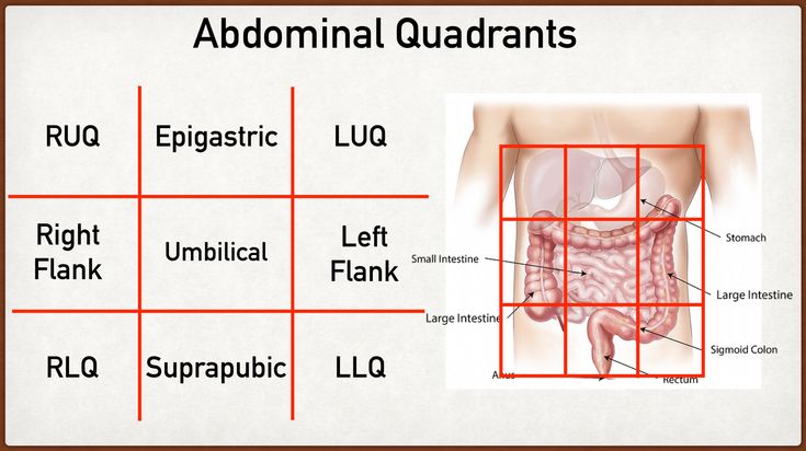 Abdominal quadrants diagram